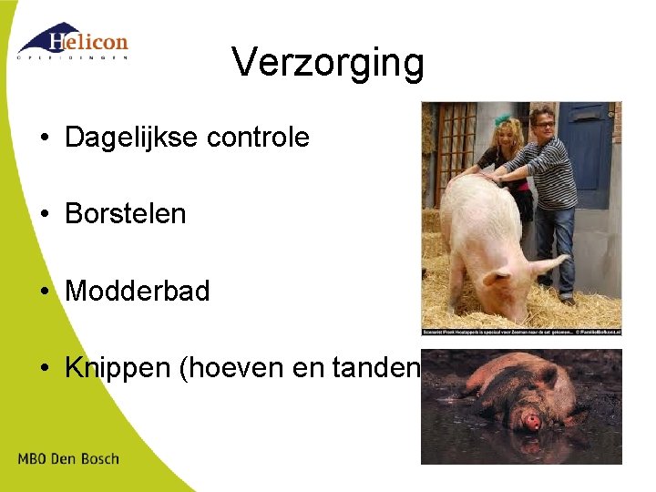 Verzorging • Dagelijkse controle • Borstelen • Modderbad • Knippen (hoeven en tanden) 