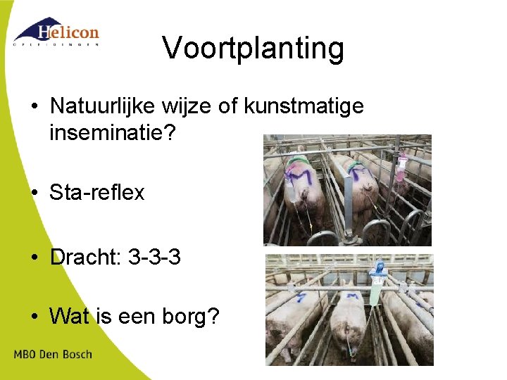 Voortplanting • Natuurlijke wijze of kunstmatige inseminatie? • Sta-reflex • Dracht: 3 -3 -3