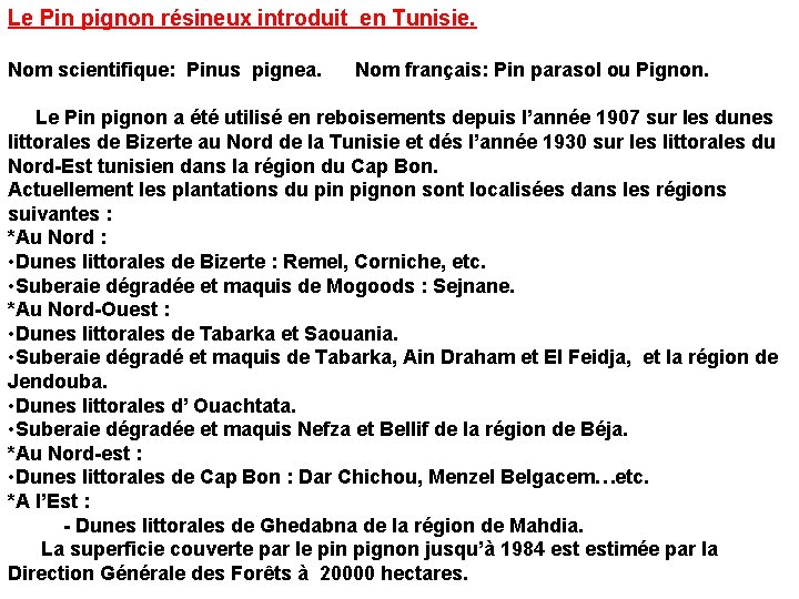 Le Pin pignon résineux introduit en Tunisie. Nom scientifique: Pinus pignea. Nom français: Pin