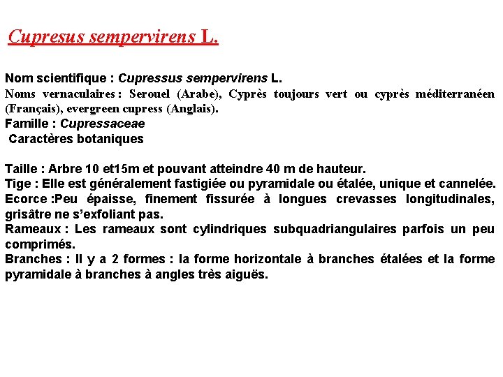 Cupresus sempervirens L. Nom scientifique : Cupressus sempervirens L. Noms vernaculaires : Serouel (Arabe),