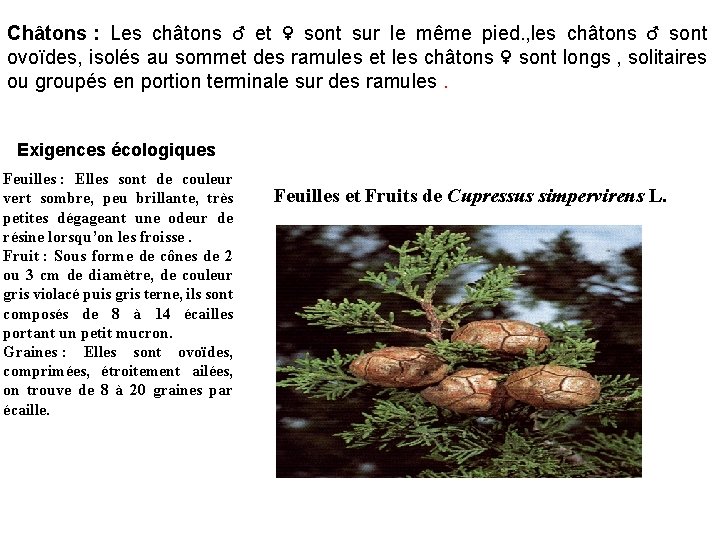 Châtons : Les châtons ♂ et ♀ sont sur le même pied. , les