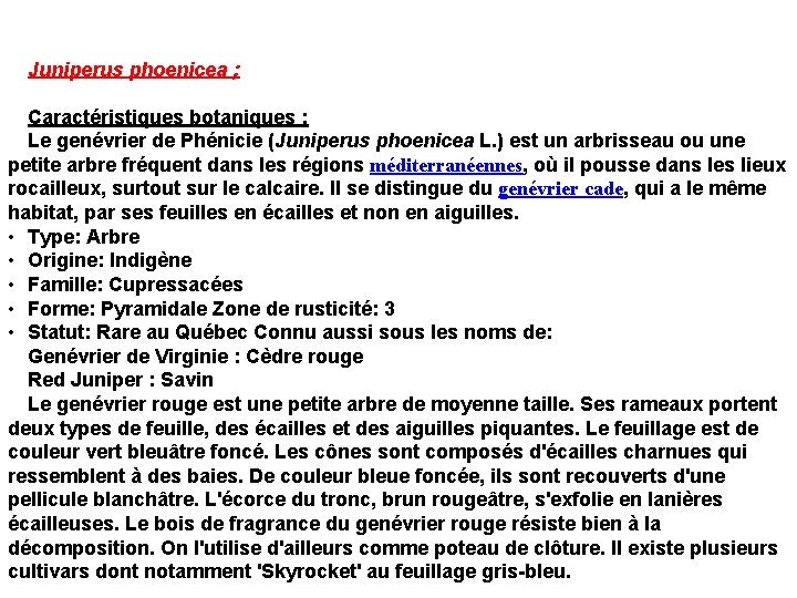Juniperus phoenicea ; Caractéristiques botaniques ; Le genévrier de Phénicie (Juniperus phoenicea L. )