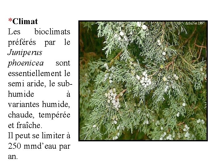 *Climat Les bioclimats préférés par le Juniperus phoenicea sont essentiellement le semi aride, le