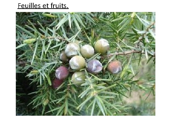 Feuilles et fruits. 