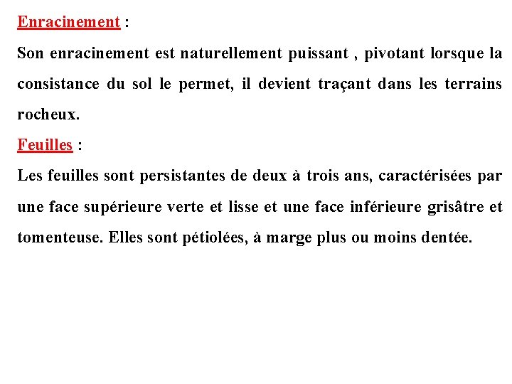 Enracinement : Son enracinement est naturellement puissant , pivotant lorsque la consistance du sol