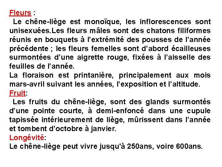 Fleurs : Le chêne-liège est monoïque, les inflorescences sont unisexuées. Les fleurs mâles sont