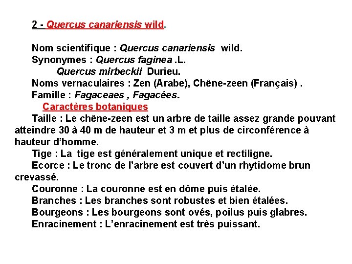 2 - Quercus canariensis wild. Nom scientifique : Quercus canariensis wild. Synonymes : Quercus