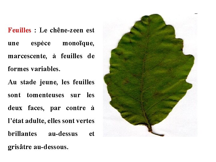 Feuilles : Le chêne-zeen est une espèce monoïque, marcescente, à feuilles de formes variables.