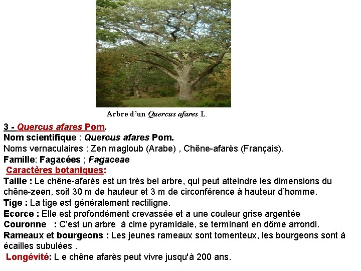 Arbre d’un Quercus afares L. 3 - Quercus afares Pom. Nom scientifique : Quercus