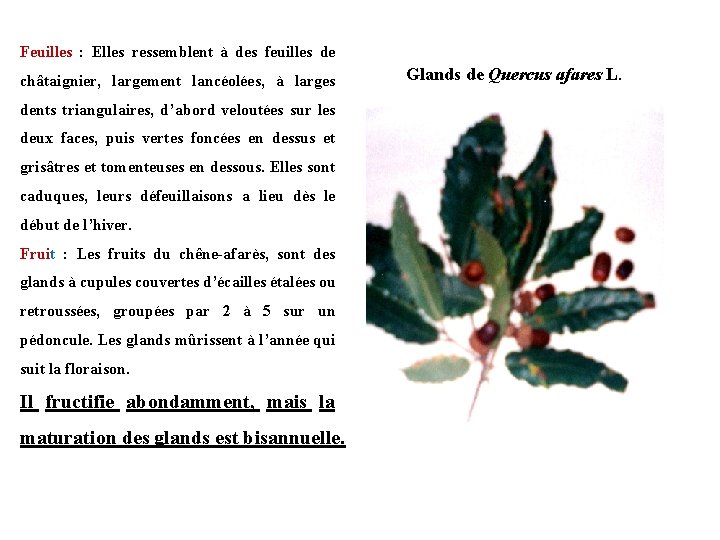 Feuilles : Elles ressemblent à des feuilles de châtaignier, largement lancéolées, à larges dents