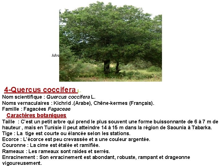 Arbuste de Quercus coccifera L. 4 -Quercus coccifera L. Nom scientifique : Quercus coccifera