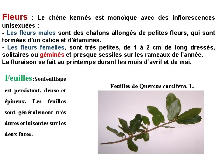 Fleurs : Le chêne kermès est monoïque avec des inflorescences unisexuées : - Les