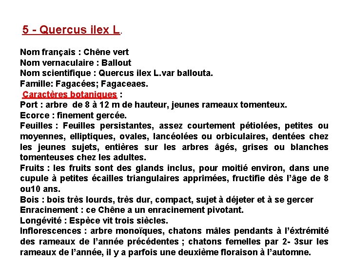 5 - Quercus ilex L. Nom français : Chêne vert Nom vernaculaire : Ballout