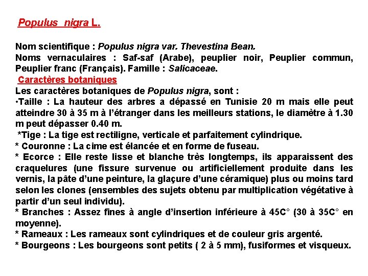 Populus nigra L. Nom scientifique : Populus nigra var. Thevestina Bean. Noms vernaculaires :