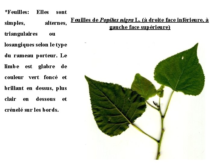 *Feuilles: Elles simples, triangulaires sont alternes, Feuilles de Popilus nigra L. (à droite face