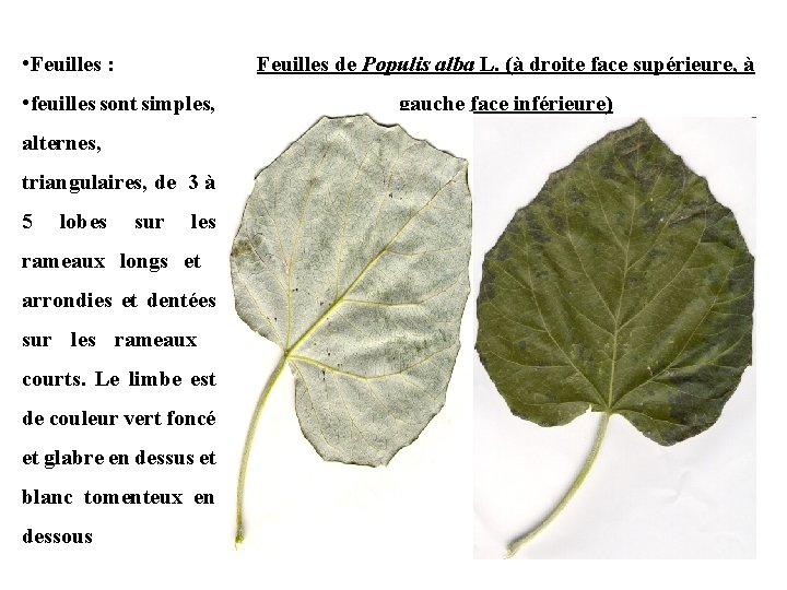  • Feuilles : Feuilles de Populis alba L. (à droite face supérieure, à