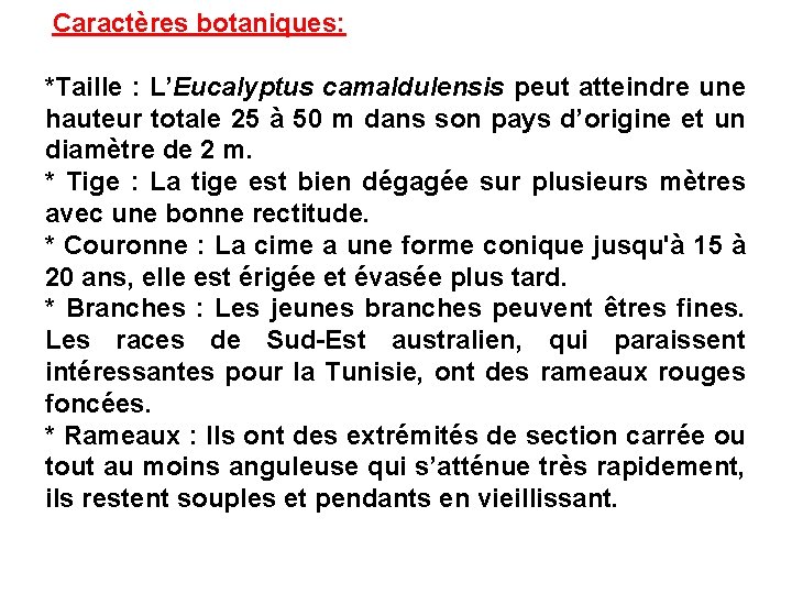 Caractères botaniques: *Taille : L’Eucalyptus camaldulensis peut atteindre une hauteur totale 25 à 50