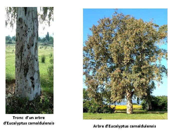 Tronc d’un arbre d’Eucalyptus camaldulensis Arbre d’Eucalyptus camaldulensis 