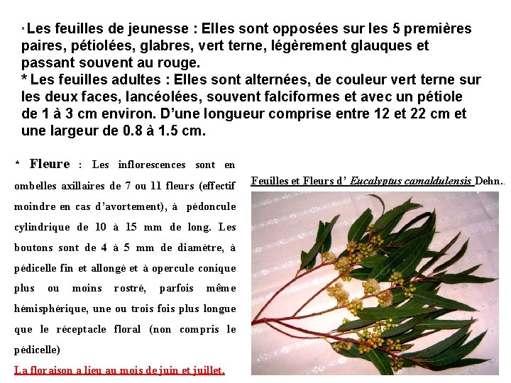 Les feuilles de jeunesse : Elles sont opposées sur les 5 premières paires, pétiolées,