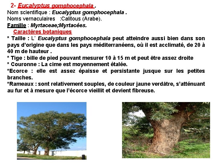2 - Eucalyptus gomphocephala. Nom scientifique : Eucalyptus gomphocephala. Noms vernaculaires : Calitous (Arabe).