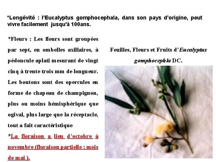 *Longévité : l’Eucalyptus gomphocephala, dans son pays d’origine, peut vivre facilement jusqu'à 100 ans.