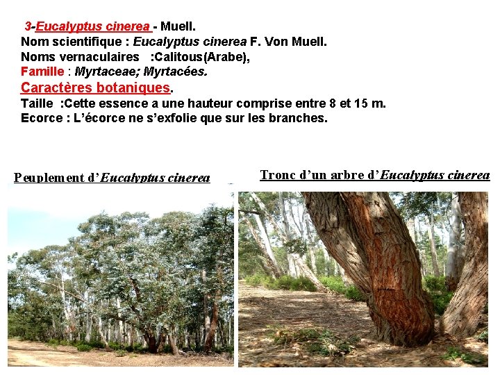 3 -Eucalyptus cinerea - Muell. Nom scientifique : Eucalyptus cinerea F. Von Muell. Noms