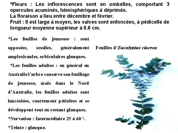 *Fleurs : Les inflorescences sont en ombelles, comportant 3 opercules acuminés, hémisphériques à déprimés.