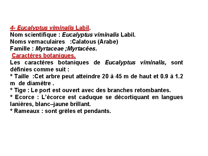 4 - Eucalyptus viminalis Labil. Nom scientifique : Eucalyptus viminalis Labil. Noms vernaculaires :