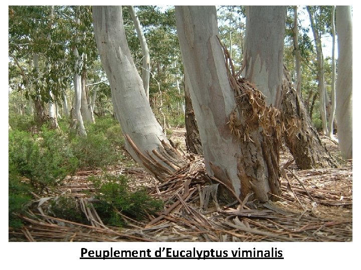 Peuplement d’Eucalyptus viminalis 