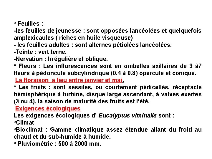 * Feuilles : -les feuilles de jeunesse : sont opposées lancéolées et quelquefois amplexicaules
