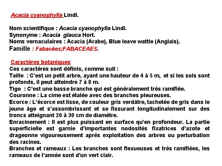 Acacia cyanophylla Lindl. Nom scientifique : Acacia cyanophylla Lindl. Synonyme : Acacia glauca Hort.