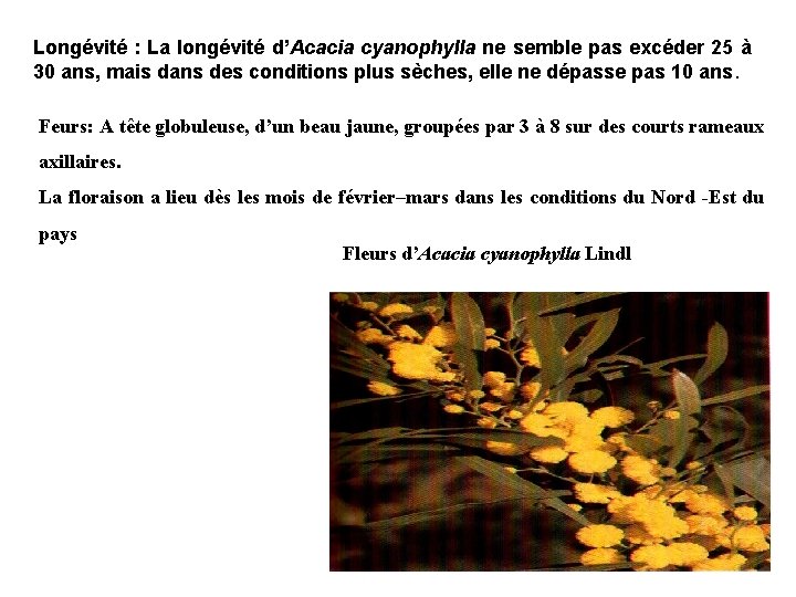 Longévité : La longévité d’Acacia cyanophylla ne semble pas excéder 25 à 30 ans,