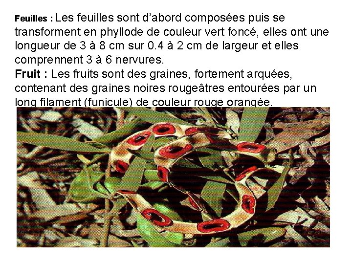 Feuilles : Les feuilles sont d’abord composées puis se transforment en phyllode de couleur