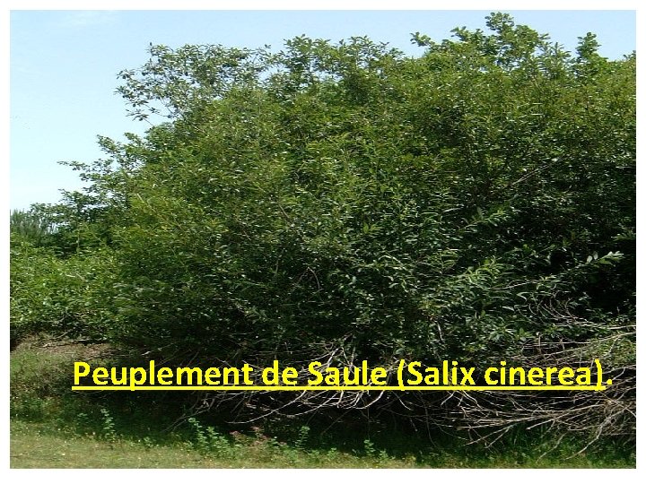 Peuplement de Saule (Salix cinerea). 
