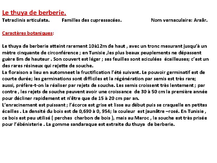 Le thuya de berberie. Tetraclinis articulata. Familles des cupressacées. Nom vernaculaire: Araâr. Caractères botaniques: