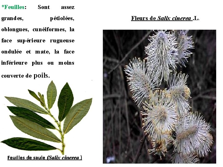 *Feuilles: Sont grandes, assez pétiolées, oblongues, cunéiformes, la face supérieure rugueuse ondulée et mate,