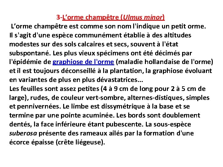 3 -L’orme champêtre (Ulmus minor) L’orme champêtre est comme son nom l'indique un petit