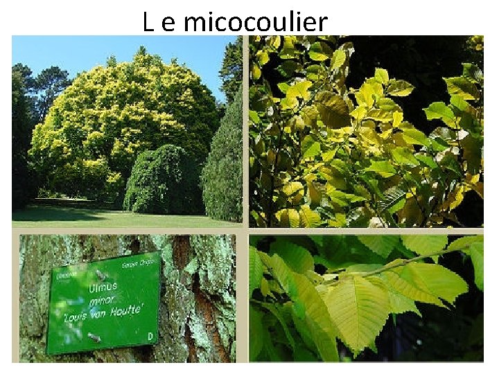 L e micocoulier 