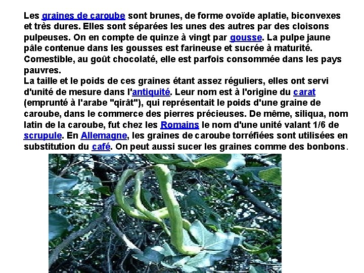 Les graines de caroube sont brunes, de forme ovoïde aplatie, biconvexes et très dures.