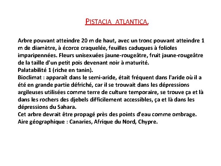 PISTACIA ATLANTICA. Arbre pouvant atteindre 20 m de haut, avec un tronc pouvant atteindre