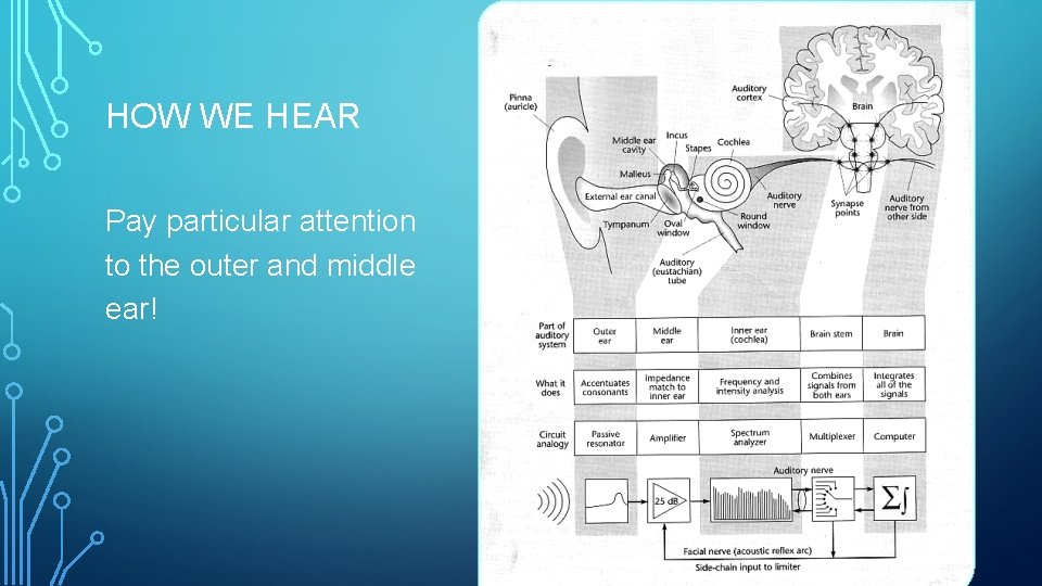 HOW WE HEAR Pay particular attention to the outer and middle ear! 