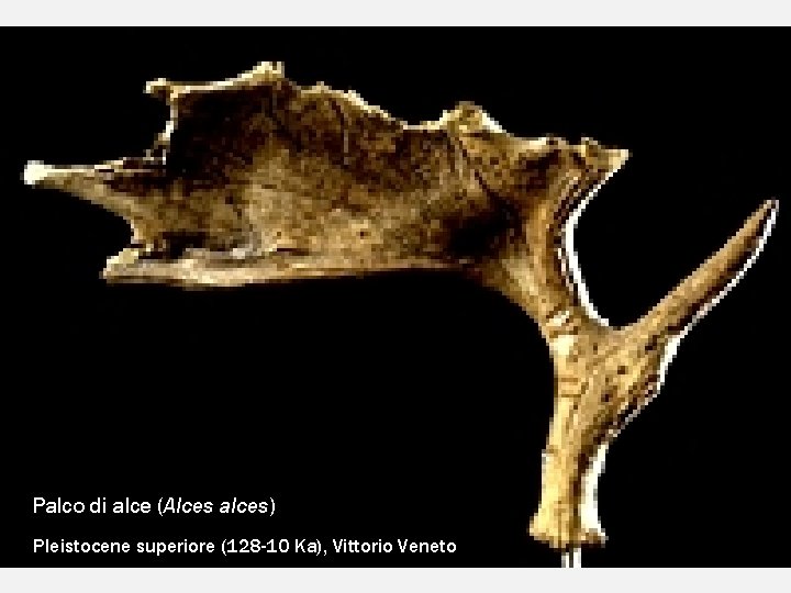 Palco di alce (Alces alces) Pleistocene superiore (128 -10 Ka), Vittorio Veneto 