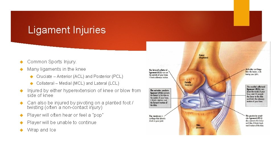 Ligament Injuries Common Sports Injury. Many ligaments in the knee Cruciate – Anterior (ACL)