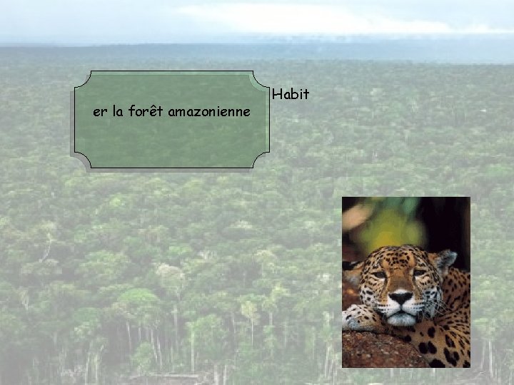er la forêt amazonienne Habit 