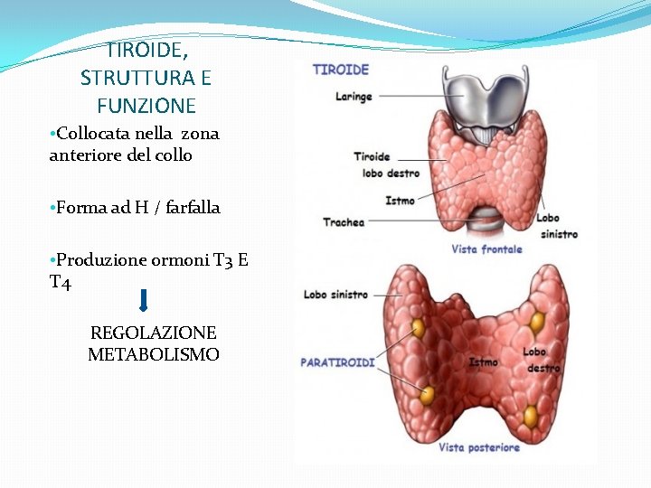 TIROIDE, STRUTTURA E FUNZIONE • Collocata nella zona anteriore del collo • Forma ad