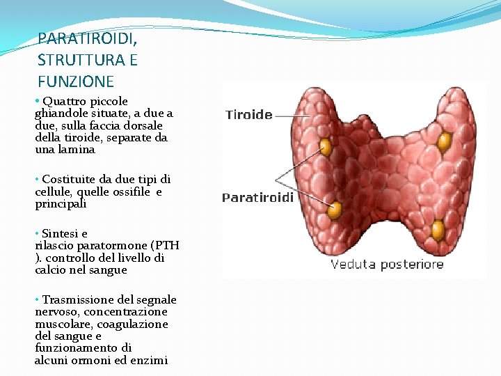 PARATIROIDI, STRUTTURA E FUNZIONE • Quattro piccole ghiandole situate, a due, sulla faccia dorsale