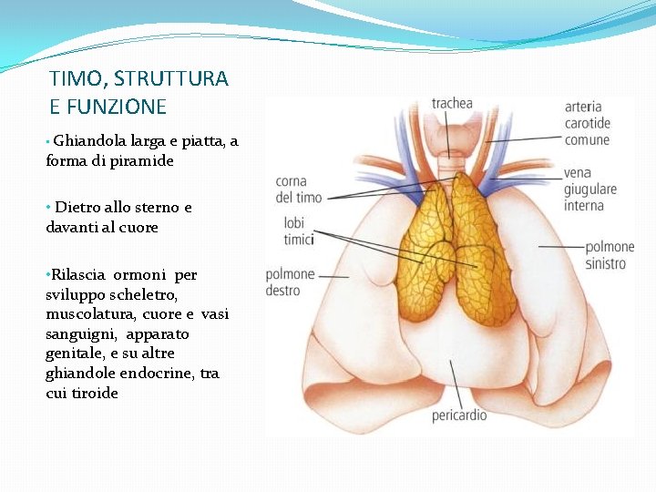 TIMO, STRUTTURA E FUNZIONE • Ghiandola larga e piatta, a forma di piramide •