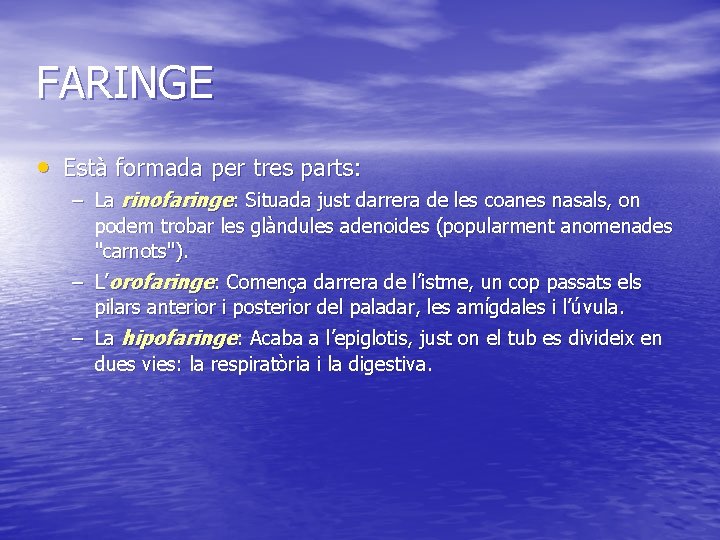 FARINGE • Està formada per tres parts: – La rinofaringe: Situada just darrera de
