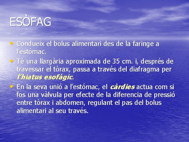 ESÒFAG • Condueix el bolus alimentari des de la faringe a • • l’estómac.