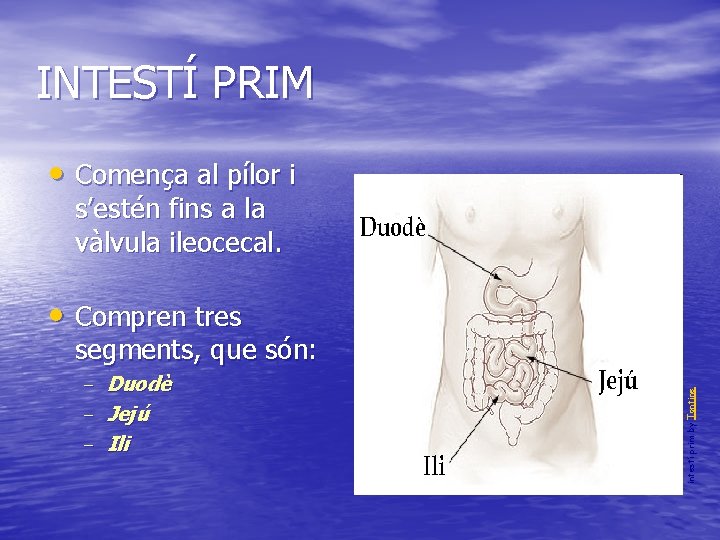 INTESTÍ PRIM • Comença al pílor i s’estén fins a la vàlvula ileocecal. •